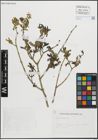 Foto von Salix purpurea L.